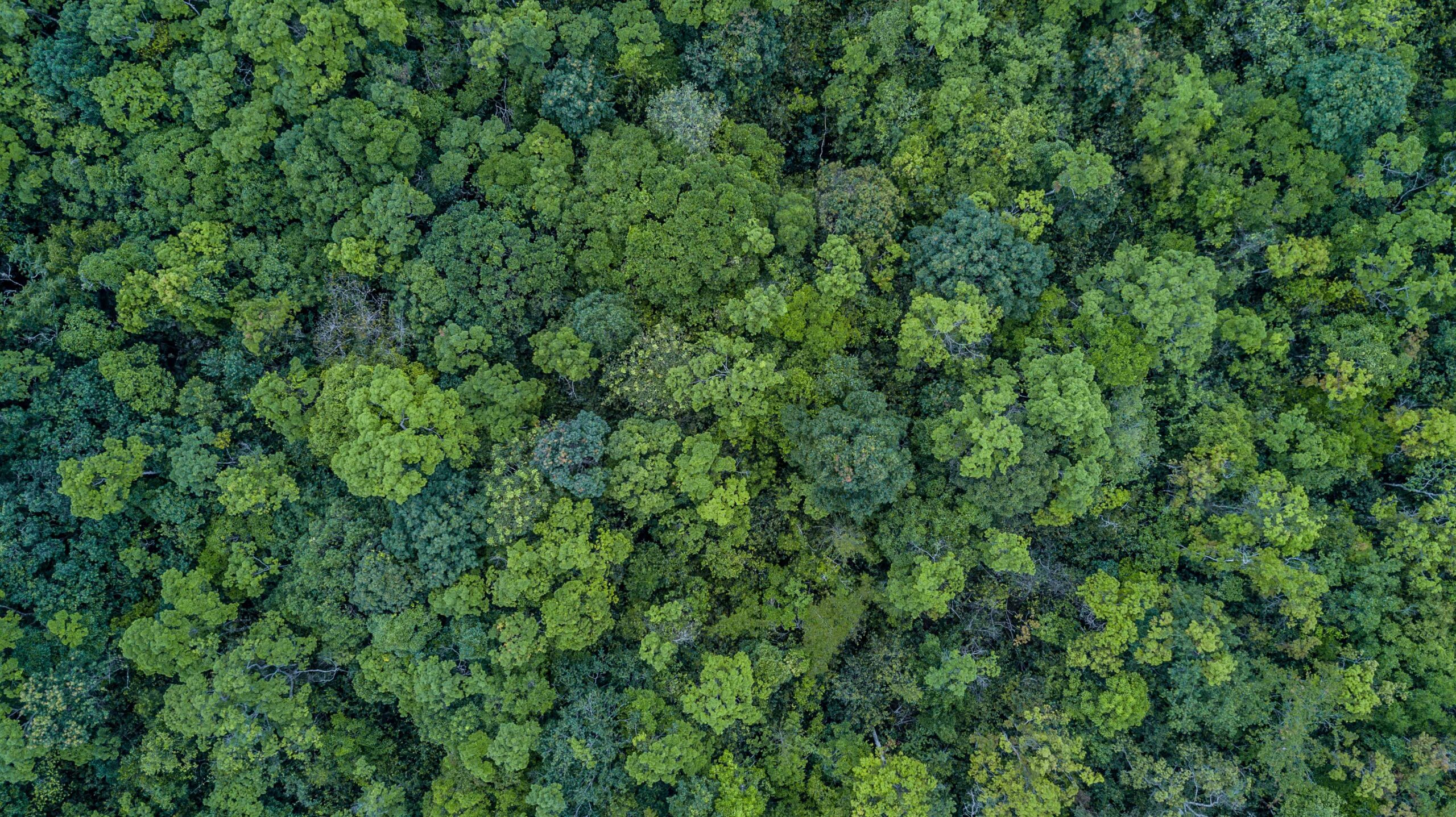 cime des arbres qui font parler les morts et cadavres Forenseek